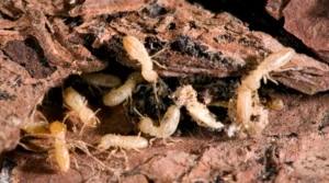 termites pest control