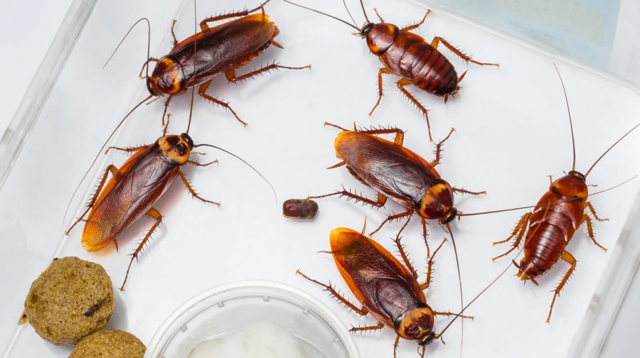 cockroaches in the kitchen